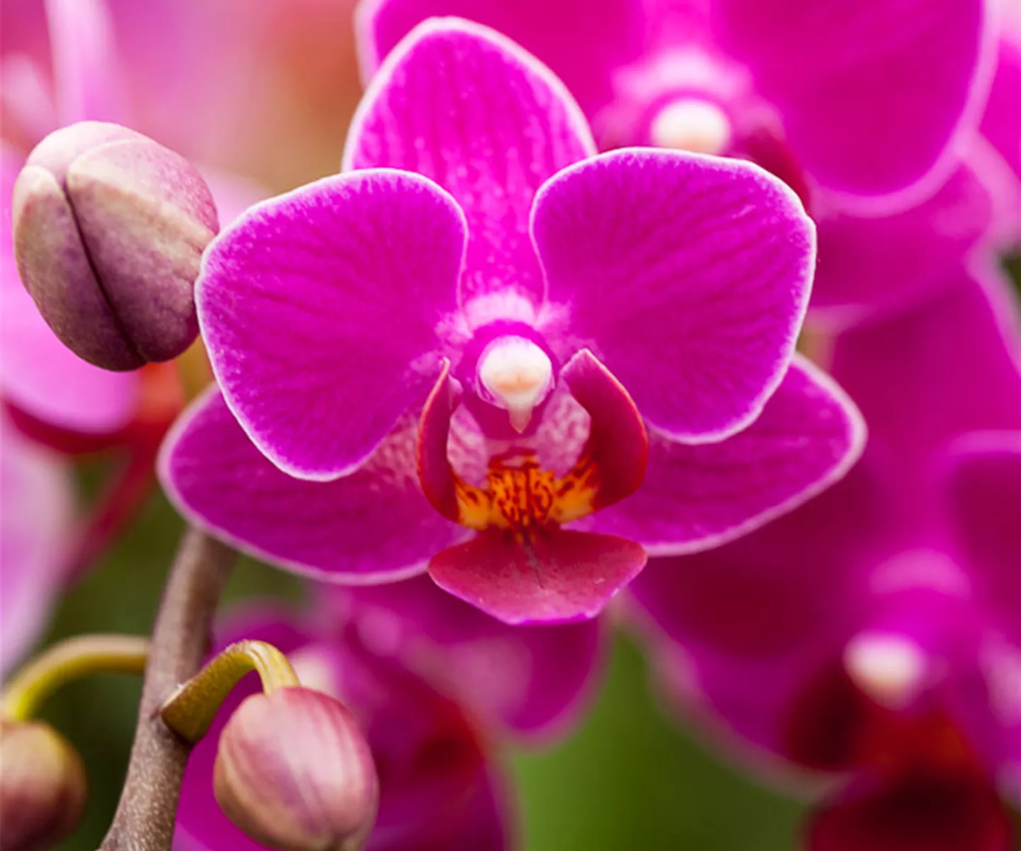 wilking-gartencenter-orchidee-001.jpg