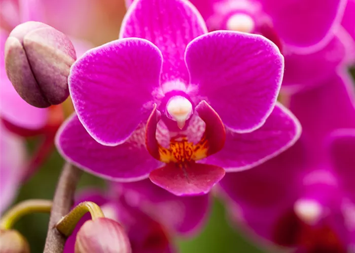 wilking-gartencenter-orchidee-001.jpg