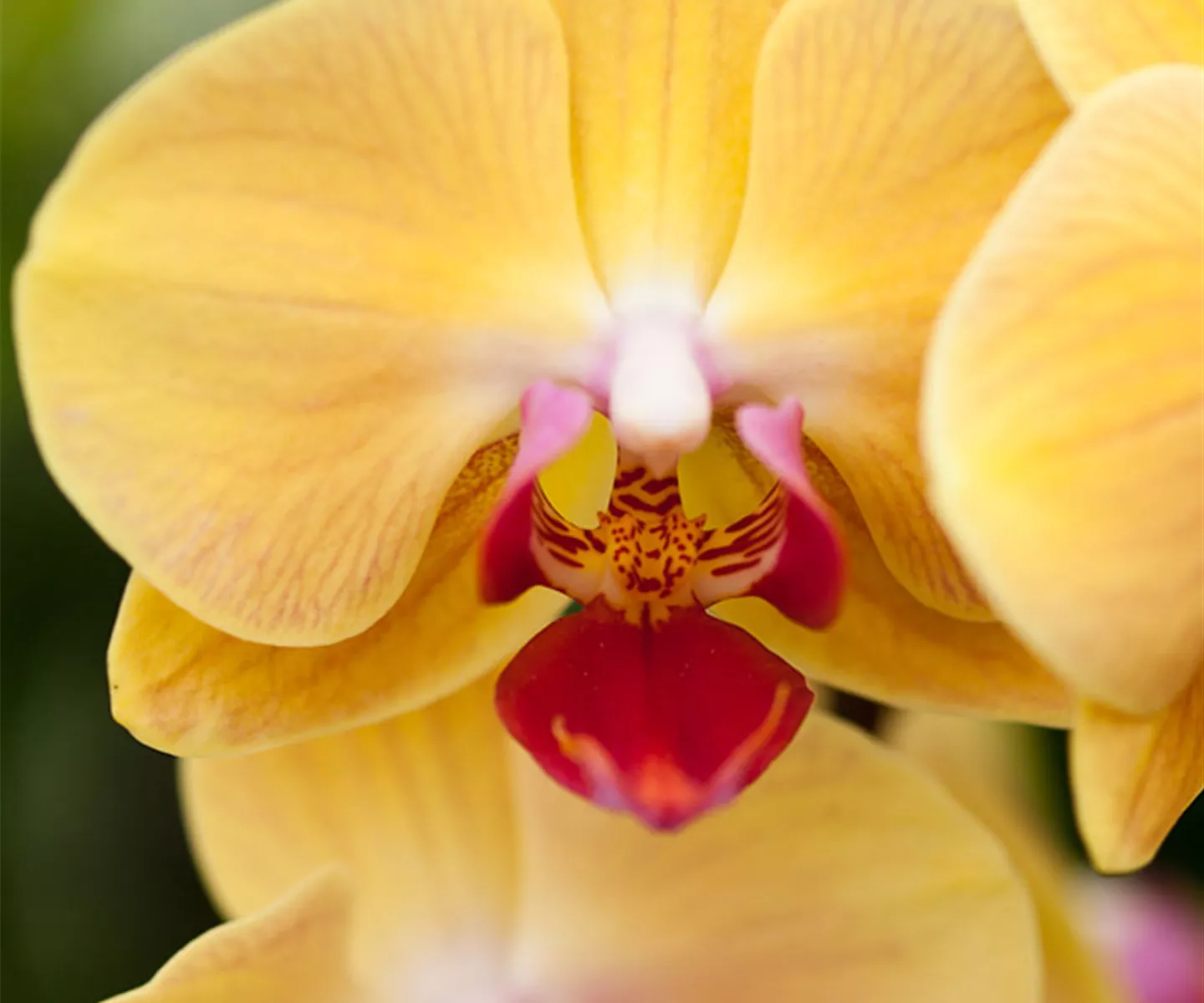 wilking-gartencenter-orchidee-002.jpg