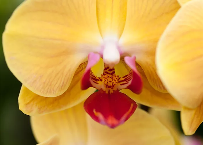 wilking-gartencenter-orchidee-002.jpg