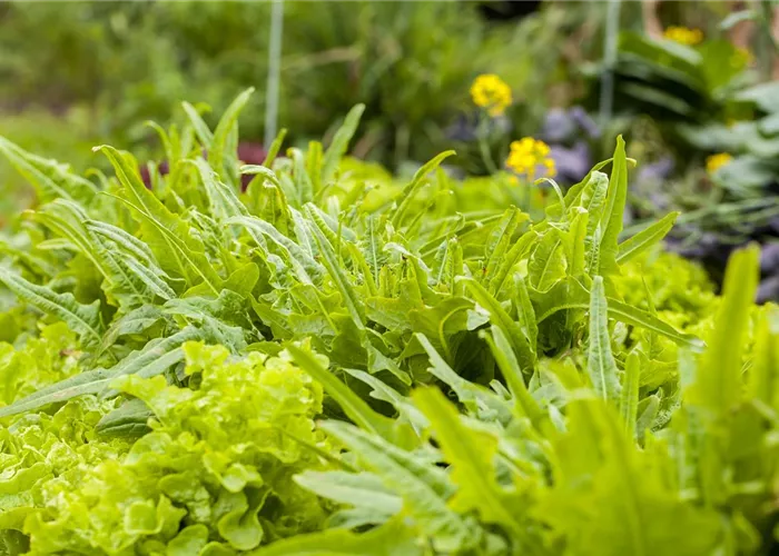 Ein bunter Salat auf dem Balkon mit Urban Gardening