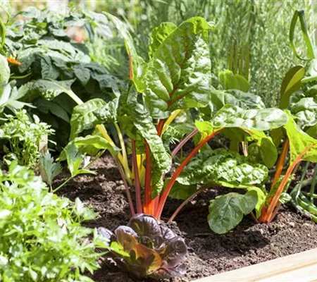 Frisches und leckeres Gemüse aus dem eigenen Garten
