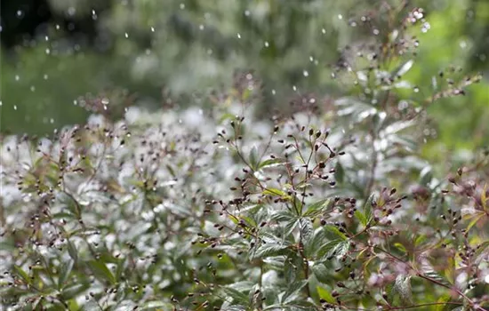 Wasser marsch – Regenwasser für durstige Pflanzen